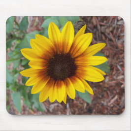Helianthus Årus Musmatta