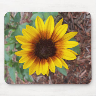 Helianthus Årus Musmatta