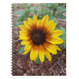 Helianthus Årus på en Anteckningsbok