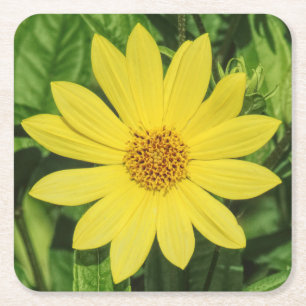 Helianthus 'Lemon Queen' Solros Underlägg Papper Kvadrat