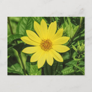 Helianthus 'Lemon Queen' Solros Vykort