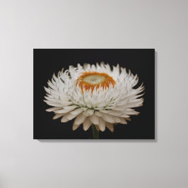 Helichrysum Blomma Canvastryck