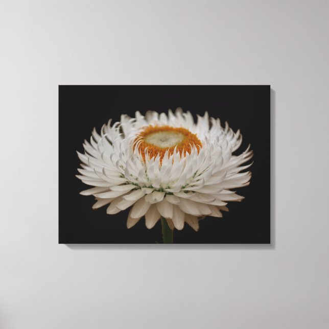 Helichrysum Flower Canvas Print (Framsida)