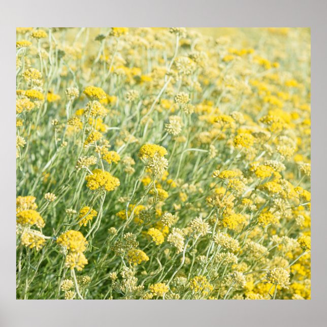 Helichrysum italicum fält, blooming closeup view. poster (Framsidan)