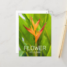 Heliconia Flowers Botanical Plant Garden Design
