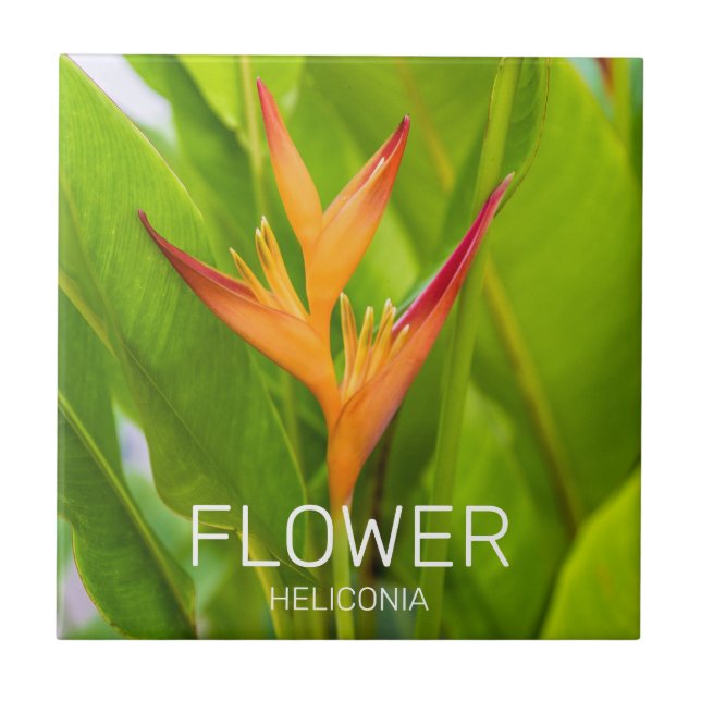 Heliconia Flowers Botanical Plant Garden Design Kakelplatta (Framsidan)