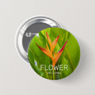 Heliconia Flowers Botanical Plant Garden Design Knapp