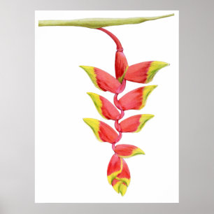 Heliconia Gren Poster