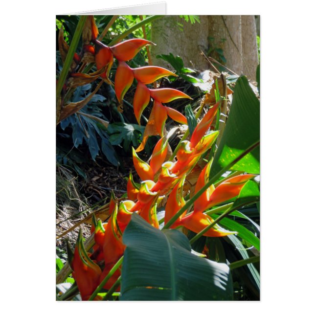 Heliconia Hälsningskort (Framsidan)