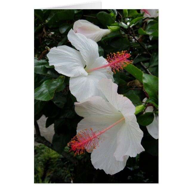 Heliconia Hälsningskort (Framsidan)