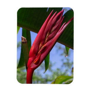 Heliconia Lobster Klo Magnet