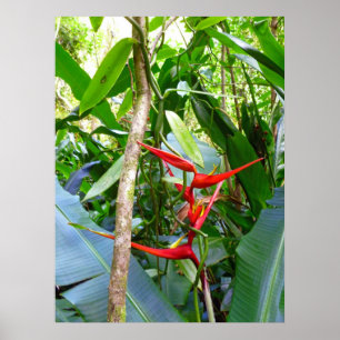 Heliconia och Vanilla Orchid Vine Poster