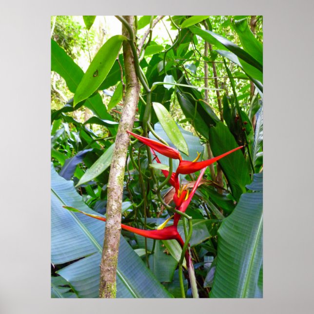 Heliconia och Vanilla Orchid Vine Poster (Framsidan)