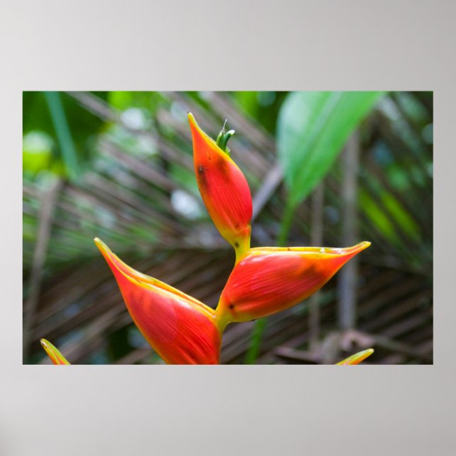 Heliconia Plant, Iquitos, Maynas, Peru Poster (Framsidan)