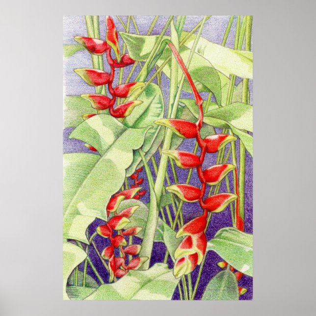 Heliconia Poster (Framsidan)