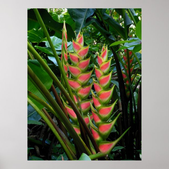 Heliconia Poster (Framsidan)