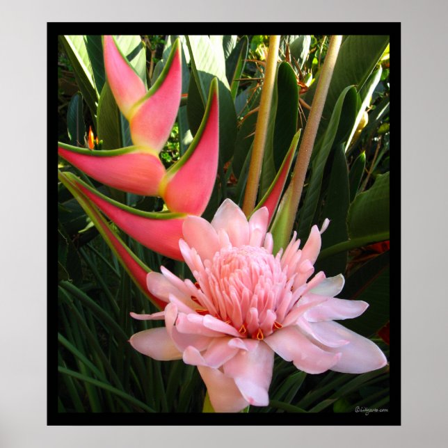 Heliconia Rosa Torch Ginger Hawaiian Poster Prints (Framsidan)
