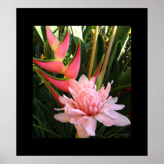 Heliconia Rosa Torch Ginger Hawaiian Poster Prints