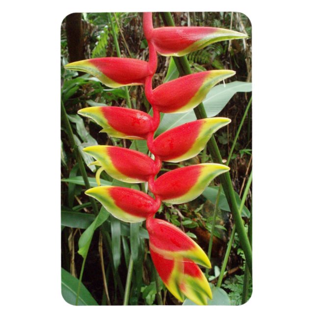 Heliconia rostrata Flower Flexible Photo Magnet (Vertikal)