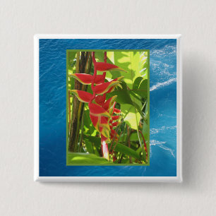 Heliconia rostrata knapp
