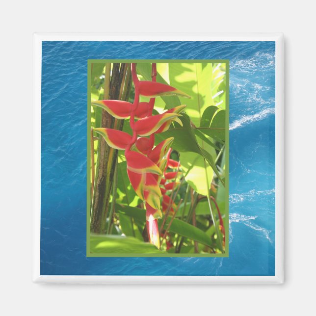 Heliconia rostrata magnet (Framsidan)