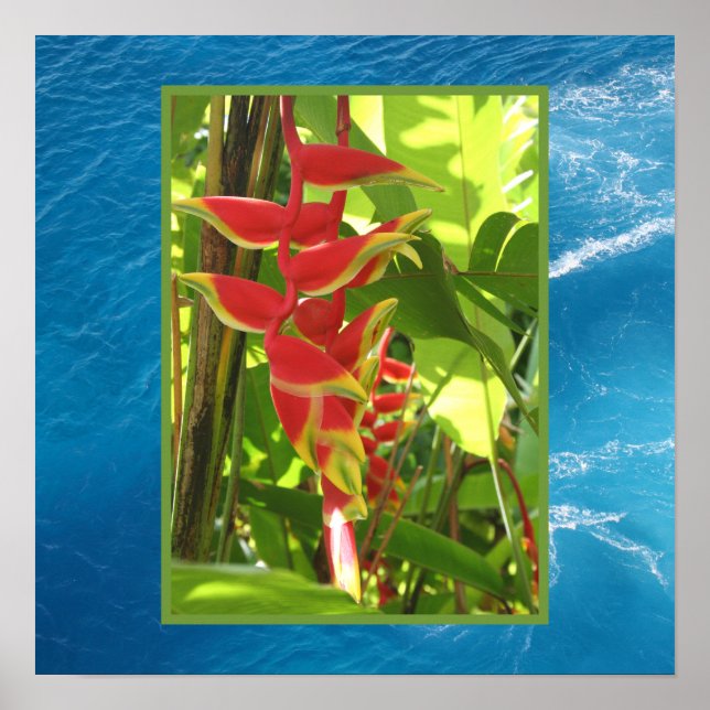 Heliconia rostrata poster (Framsidan)