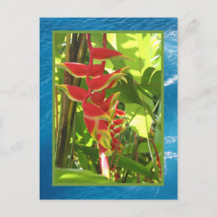 Heliconia rostrata vykort