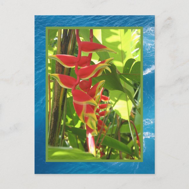 Heliconia rostrata vykort (Framsida)