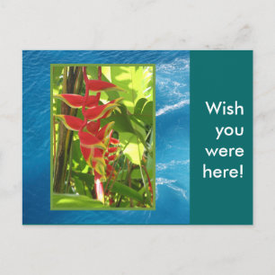 Heliconia rostrata vykort