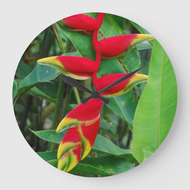 Heliconia Stor Klocka (Framsida)