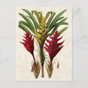 Heliconia Vintage Botanisk Vykort