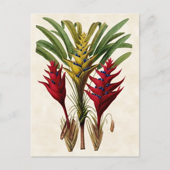 Heliconia Vintage Botanisk Vykort (Framsida)