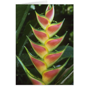 Heliconias, Heliconia walkeriana), La Selva Hälsningskort