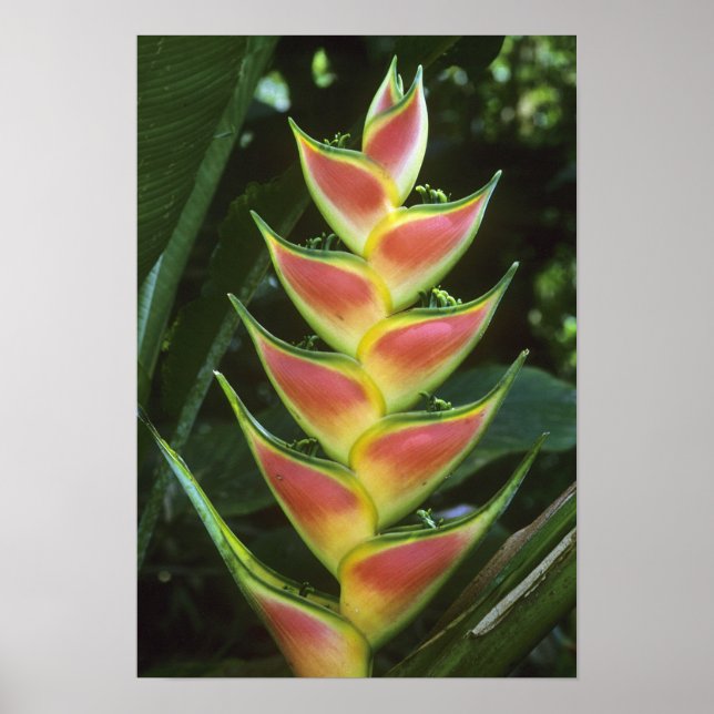 Heliconias, Heliconia walkeriana), La Selva Poster (Framsidan)