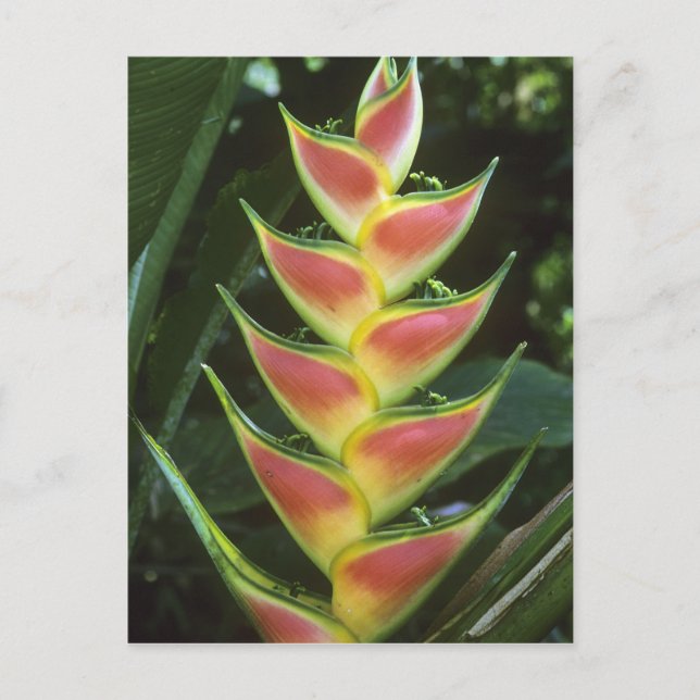 Heliconias, Heliconia walkeriana), La Selva Vykort (Framsida)