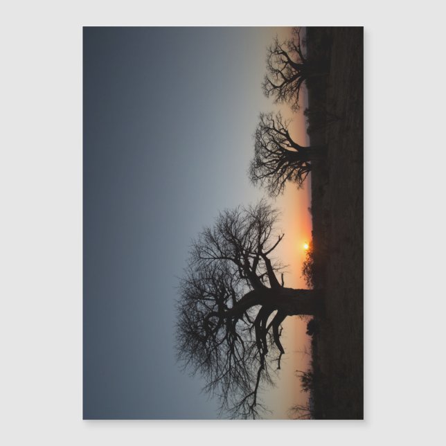 Helig Baobabs (Framsida)