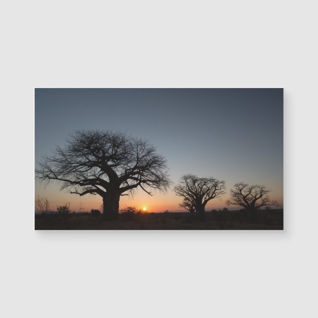 Helig Baobabs (Framsida)