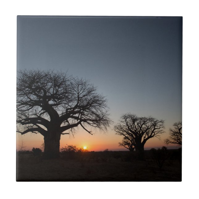 Helig Baobabs Kakelplatta (Framsidan)