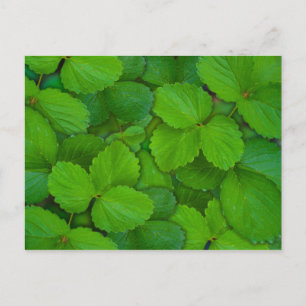 Helig Basil Tulsi Gröna Myntningsblad Vykort