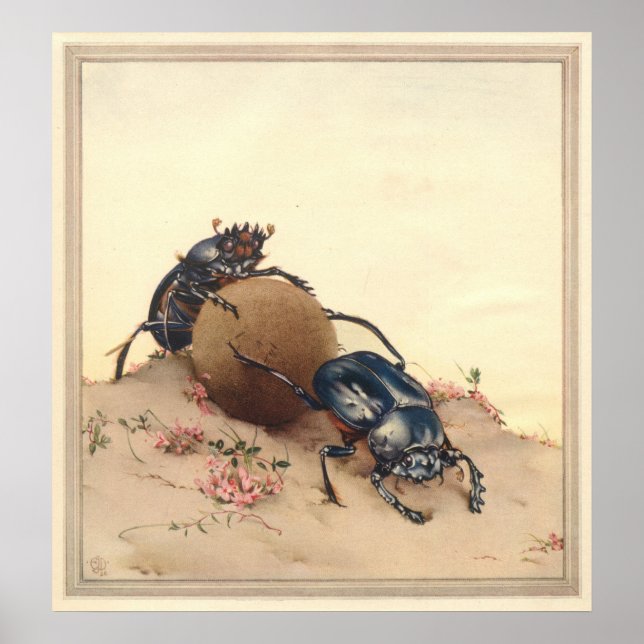HELIG-BEETLE - illustration av Insekt Bok Poster (Framsidan)