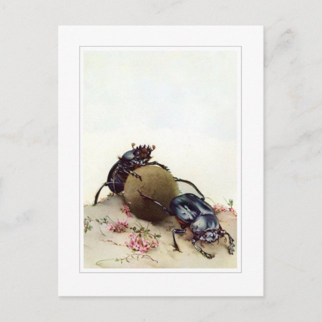 Helig Beetle Vykort (Framsida)