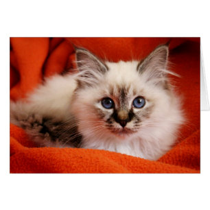 Helig Birman Kitten Hälsningskort