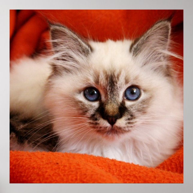 Helig Birman Kitten Poster (Framsidan)