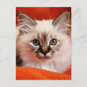 Helig Birman Kitten Vykort