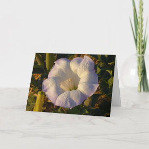 Helig Datura Flower Desert Wildblomma Kort