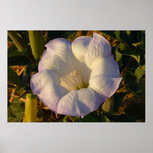 Helig Datura Flower Desert Wildblomma Poster