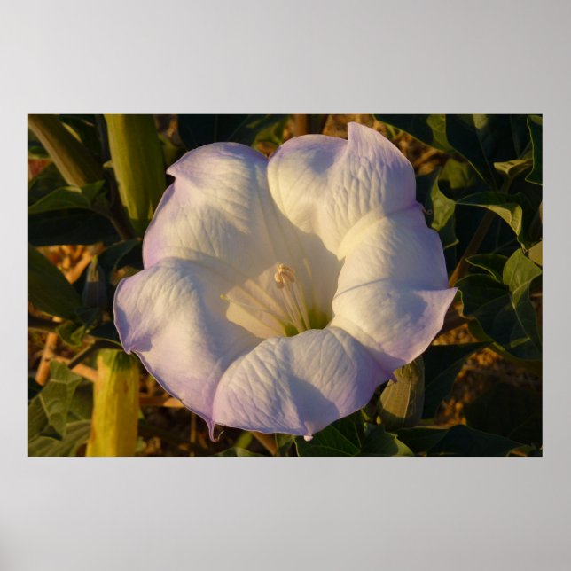 Helig Datura Flower Desert Wildblomma Poster (Framsidan)
