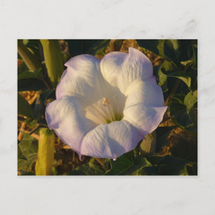 Helig Datura Flower Desert Wildblomma Vykort