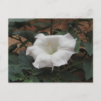 Helig Datura Vykort