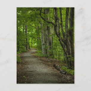 Helig Grove i sommaren Vykort